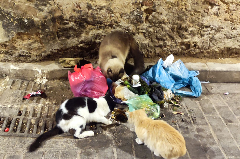 Chats au Maroc