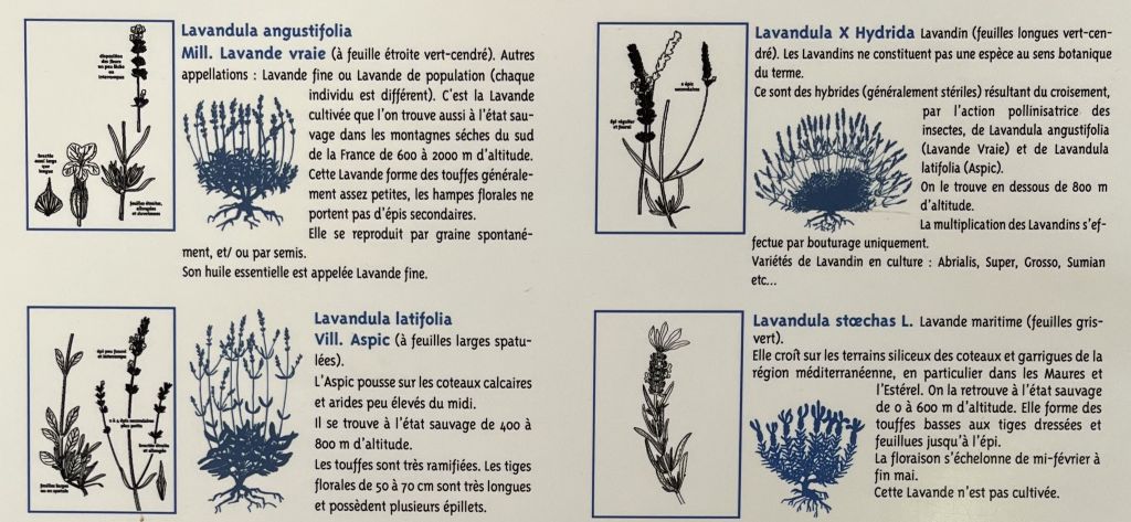 Variétés des lavandes