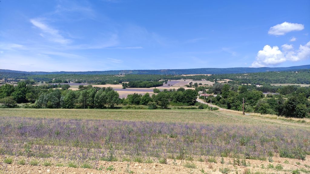 Champs de lavandes Sault-en-Provence