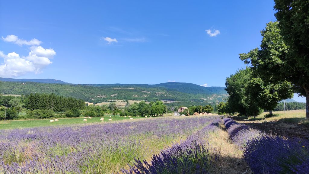 Champs de lavandes Sault-en-Provence