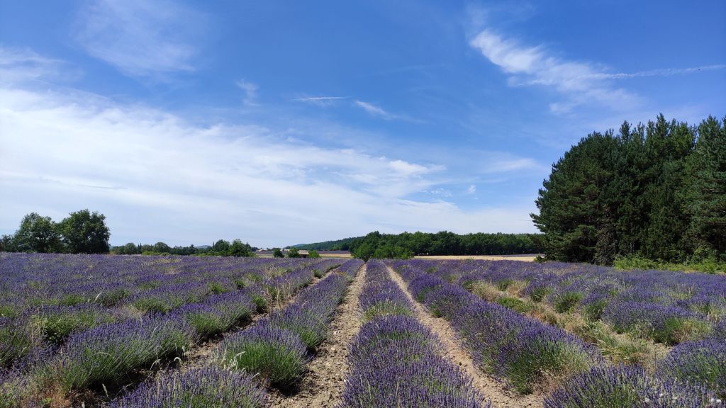 Champs de lavandes Sault-en-Provence