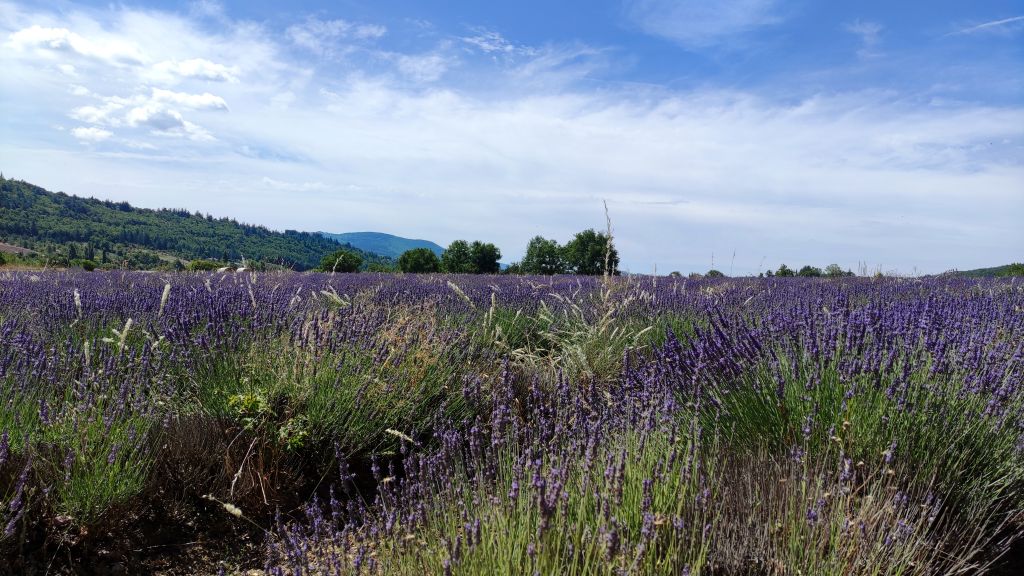 Champs de lavandes Sault-en-Provence