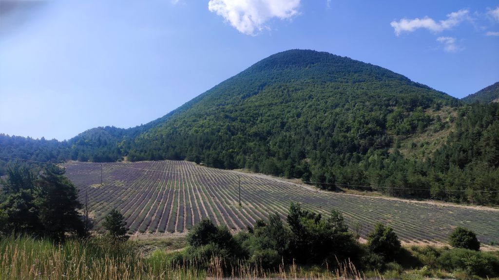 Route de la lavande