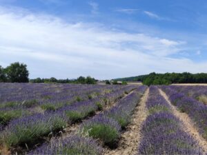 Champs de lavande Sault