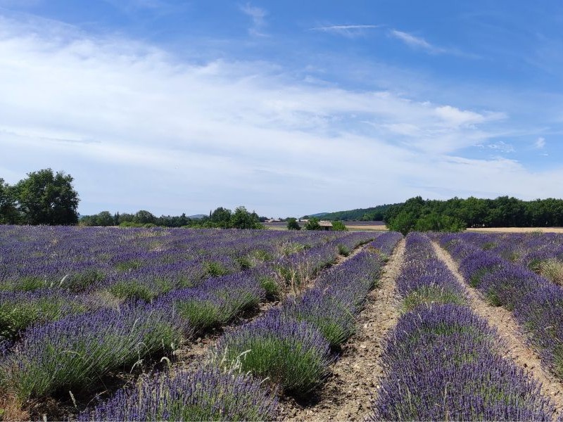 Champs de lavande Sault